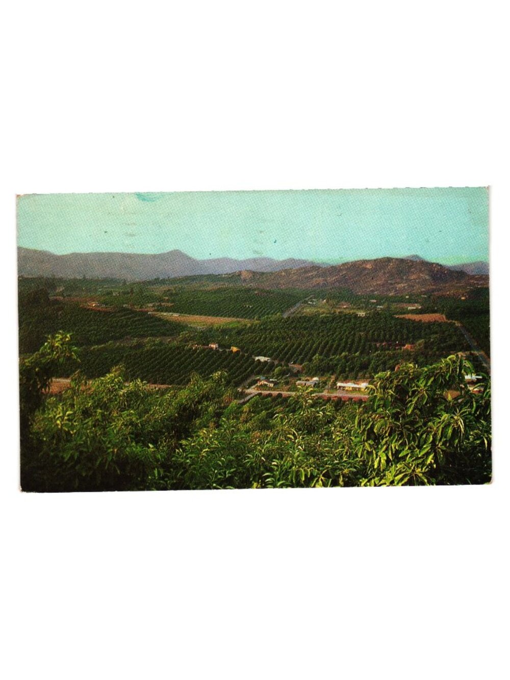 Vintage 1963 Escondido California Avocado Groves Postcard Used Postmarked Stamp